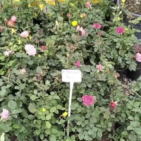 تخفيضات • جوري إيطالي • خانقين المستودع