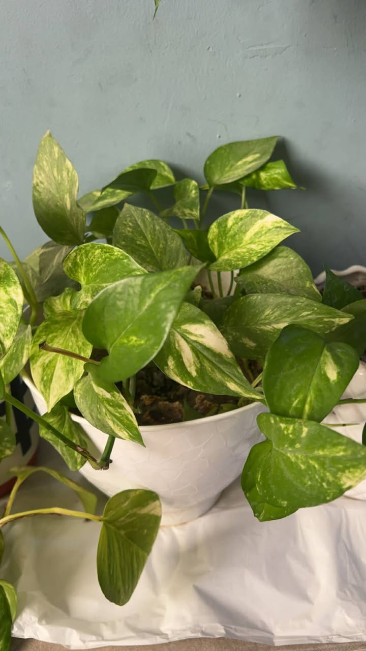 هةولير .مةركانو خولي باشيان هةية


**إذا كنت صاحب هذا الإعلان وتريد حذفه لأي سبب، رجاءا أرسل رسالة إلى الدعم الفني**