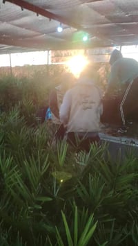 مشتري • واسط