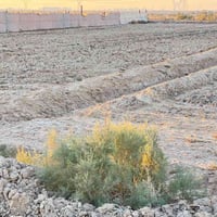 دهل اوران • ٢٥ دونم • زراعي