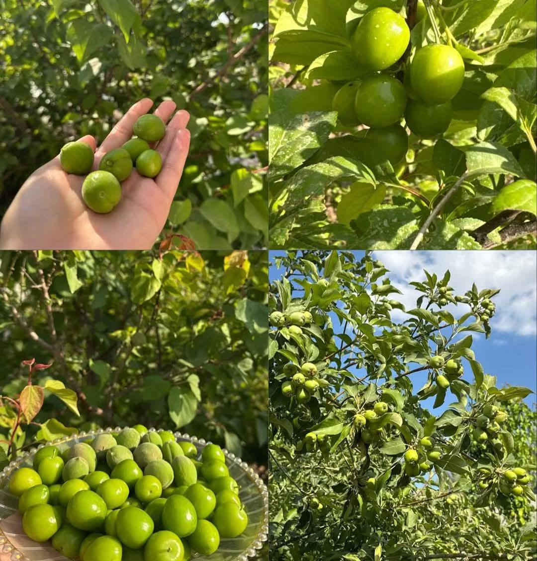 مزرعة الكوخ الترفيهيه
تمتعوا بأجمل الأوقات في مزرعة الكوخ الترفيهية وبأسعار تنافسية
 الجمعه مسائي / 150
السبت نهاري150/ ليلي 150
الأحد نهاري150/ ليلي 150
الأثنين نهاري150/ ليلي 150
للحجز والاستفسار يرجى المراسلة على صفحة الماسنجر 

صلاح الدين /قضاء بلد 
🟢مسبح كبير 
🟤مسبح أطفال 
🔴ألعاب أطفال 
🔵العاب كبار (منضده /طائره /فيشه )
⚪️مجمع صحيات 
⚫️مطبخ داخلي 
🟣باربكيو شوي 
🟡حديقه كبيره 
🟢جلسه عربيه 
⚪️المزرعه مزوده بنظام سماعات ماتحتاج جيب وياك دي جي 
🔵نت 5g
🔴غرف نوم 2
⚪️صالة استراحه كبيره 
مو بس هاي هواي شغلات راح تنسيك الصيف عزيزي 😊


**إذا كنت صاحب هذا الإعلان وتريد حذفه لأي سبب، رجاءا أرسل رسالة إلى الدعم الفني**