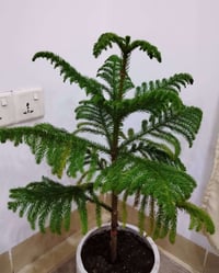 كلاثيا • اروكاريا • نباتات زينة