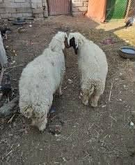 طليان • فحلين • خشنات مال بيت
