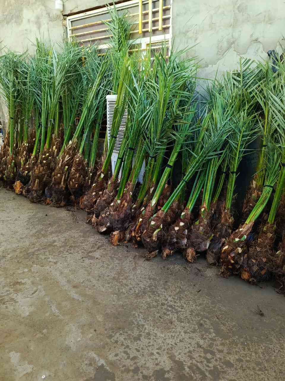 سلام عليكم  يوجد لدينا قرنفلي مشمشي عجوة خيارة برحي مجهول مكتوم جبجاب بريم بلكة اشرسي  شويثي و انواع النخيل ***********
