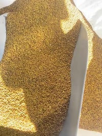 ‏بذور جت عراقي للبيع درجة أولى خالي من الشوائب ‏سعر الكيلو 8 ونص  ‏ ‏ا...