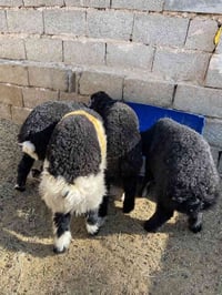 طليان فحله ٤ شلع ((مليون)) قفل توصيل مجاني ٠٧٨٤٧٧٥٨٨١٦ واتساب فيديو عل...