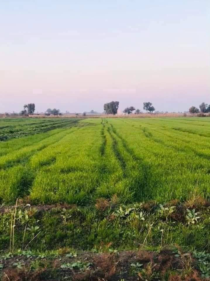 #عقارات_التاجي_ذراع_دجلة🌎منطقة الشيخ عامر مدير الأمن
وتابع شروط ضمان حقك 🔵🟢

🔴 يتوفر لدينا أرض زراعية 🌳
🔴 بمساحة ( 4 دونم سند مستقل 
🔴جنس العقار - طابو صرف - تحويل سند  بأسمك

⚠️ #سعر  للدونم23وبي مجال 

 متوفر جميع الخدمات الأساسية ✅
▪️ ماء اسالة ▪️ ماء سقي الأرض على نهر من ذراع دجلة
▪️ كهرباء مدار 24 ساعه ▪️ الأرض على تبليط مباشر
▪️سوق مكتمل مطاعم وغيرها ▪️ مدارس ▪️جوامع ▪️
مجمعات طبية 🏥 ملاعب ⚽▪️كثافة سكن منطقة ٪50
تصلح للسكن وتصلح للزراعة مثل مزارع بلد 🌳🌲
أو دور استراحة 🏡🏠  

🔰شروط ضمان حقك ⬇️
متدفع فلس الة بعد
▪️ تثبيت حدود الأرض
▪️اسلمك مرتسم بل أرض مالتك
▪️أتعهد الك بكافة انواع الإجراءات القانونية
▪️افتحلك بيان في التسجيل العقاري 
 ثاني يوم افتحلك بيان 👍
صار حقك مضمون 

للاستفسار اتصال *********** واتساب
