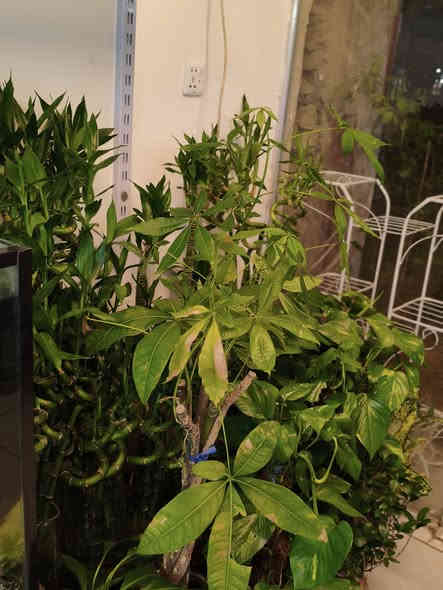 افتتاح متجر مرجان للأسماك والطيور والنباتات  🐠 🦜🌿

يسعدنا نعلن لأهالي المنطقة عن توفر جميع أنواع أسماك الزينة والنباتات الطبيعية وطيور الزينة بأفضل الأسعار وجودة عالية، مع مستلزمات متكاملة للتربية والعناية.

✅ أسماك زينة بأنواعها 
✅ نباتات مائية ونباتات زينة طبيعية وصناعية
✅ طيور زينة بأنواع مختلفة
✅ فلاتر – مضخات – أحواض – ديكورات – أقفاص – أعلاف
✅ نصائح مجانية للعناية والتغذية والتوافق

🚚 إمكانية التوصيل داخل المنطقة
📍 الموقع: البياع – الشهداء – قرب رضا مول
للتواصل (واتساب + تلغرام) 
0788 436 2045 ☎️
