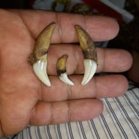 نعل صيد • الذيب • أصلي