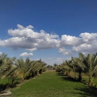 الديوانية • دونم ونص • ٢٠٠ نخلة