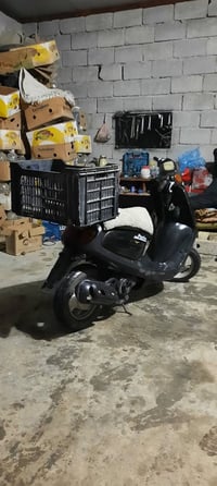 منغولي • فحل • كفرات نص عمر