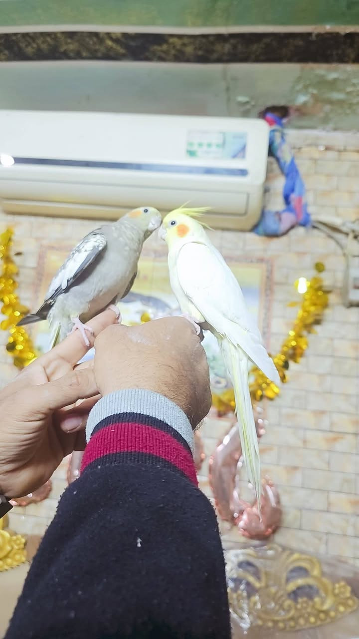 نثيه وفحل كوكتيلات اليفات ومزاوجات تبزير عراقي العنوان مدينة الصدر ***********
