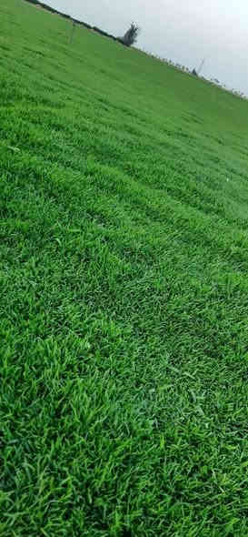 تخفضيات لفترة محدودة (بأسعار مناسبه وتنافسيه ) ✨❤️.                                       

انتاج خاص بمزارعنا.
حيث الجودة والسعر المناسب 

☘ثيل هندي إيطالي فرنسي طبيعي نوعية ممتازة🍀 
مناسب للاستخدام في ( المنازل🌳_ الحدائق🌳_ الملاعب🌳_ الدوائر🌿وتجهيز المشاتل) 

#سعر_تنافسي

✨ سعر المتر يختلف للكميات الكبيرة ✨

يوجد خدمة توصيل لجميع محافظات العراق 

#ملاحظة : التوصيل مجاني ❤️

(مستعدون لتجهيز الحدائق المنزليه و الملاعب الرياضيه و المنتزهات و الدوائر الحكومية بكادر مختص مميز يجيك لباب بيتك #بأسعار #تنافسيه )
🍁لمعرفة سعر المتر المربع التعليق ب "تم" سوف تصلك رساله 
🍁للاتصال او الاستفسار متوفر مفتوح طوال اليوم
***********
***********
