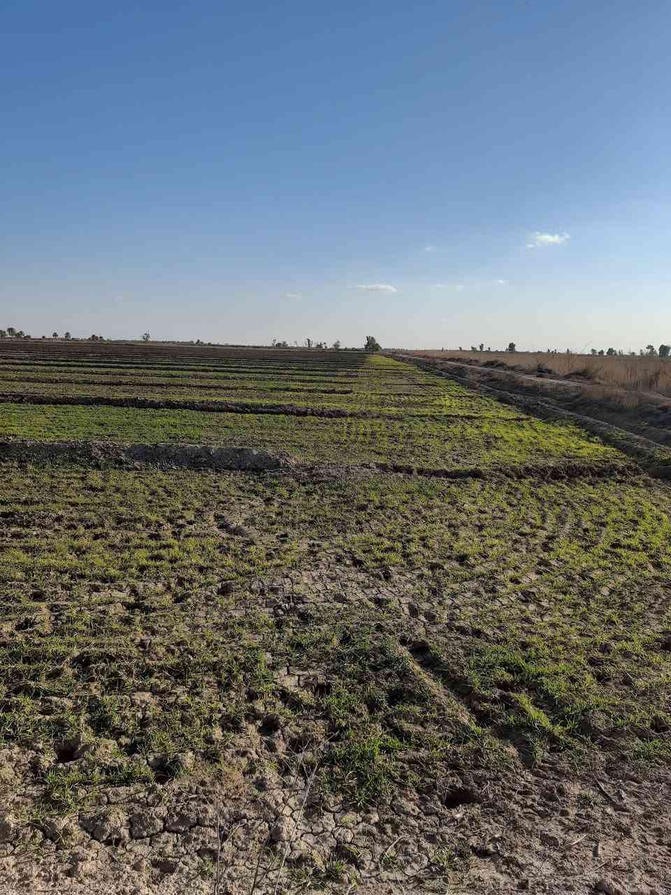 ⚜️بسم الله الرحمن الرحيم⚜️
🇺🇿🇺🇿🇺🇿🇺🇿🇺🇿🇺🇿🇺🇿🇺🇿🇺🇿🇺🇿🇺🇿🇺🇿🇺🇿🇺🇿 
⭕️اعلان

السلام عليكم ورحمة الله وبركاته و رمضان كريم ان شاءالله 

♻️تتوفر أراضي زراعية دوانم فقط 

أهم ميزة في هذه الأراضي انها ( ملك صرف ) بمعنى الأرض كلها لك و الدولة ليس لها شبر في الارض و بسعر بلاش .

♻️العنوان بغداد _ الحسينية _ شارع محمد سكران .
ماء سقي متوفر .
كهرباء قريبة 
🌾تصلح لعمل حقول لزراعة الحنطة و الخضروات .
🌴تصلح لعمل بستان لزراعة النخيل و الفواكة .
🐂تصلح لعمل حقول للدواجن أو لتربية الاغنام و الأبقار .
🐟تصلح لعمل بحيرات لتربية الأسماك 
🏝 تصلح لعمل مزرعة لعائلتك الكريمة 

السعر 
اذا تشتري ٣ دوانم يكون سعر الدونم ١٩ مليون 
اذا تشتري ٤ دوانم يكون سعر الدونم ١٨ مليون
اذا تشتري ٥ دوانم يكون سعر الدونم ١٧ مليون 
اذا تشتري من ٦ الى ١٠ دوانم يكون سعر الدونم ١٦ مليون
اذا تشتري من ١١ دونم إلى ١٥ دونم يكون سعر الدونم ١٥ مليون .

♻️هذه الأسعار نهائية غير قابلة للتغيير لان أسعارنا ثابتة لكل الزبائن 
و لا تنسى أنها (ملك صرف) (ملك صرف)
و الكمية محدودة .

♻️ما نكاتبك الا بعد أن تتأكد و تطمئن من الأرض بالطابو الا نكتب عقد بيع و شراء ولا نستلم اي مبلغ الا بعد فتح بيان بالطابو .
♻️فرصة باسعار بلاش تضمن مستقبل جميل و فرصة عمل لاطفالك .

♻️مبايل ***********  ابو منتظر 
     و الله ولي التوفيق
