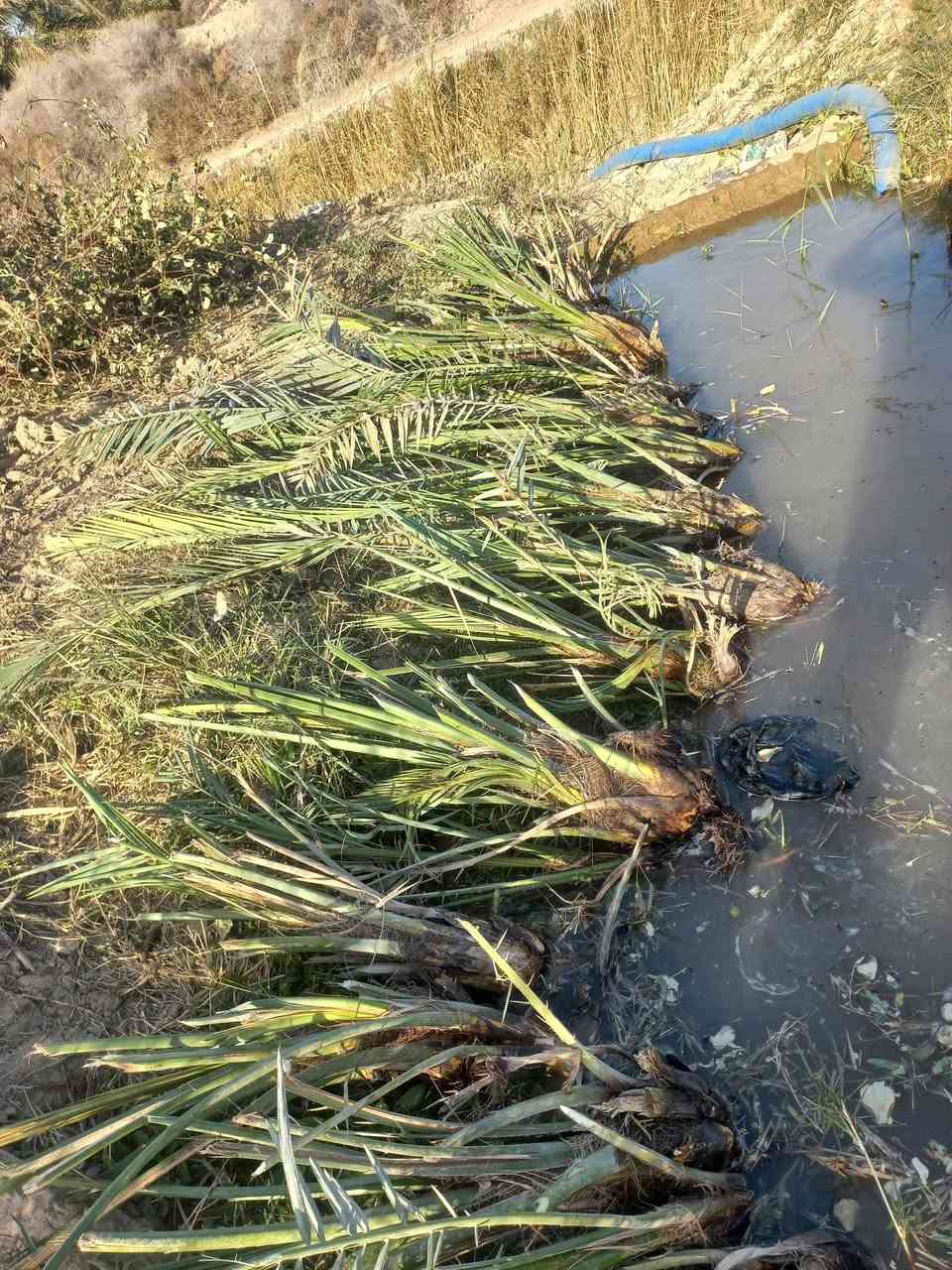 متاح فسائل نخل شويثي درجة أولى مشلوع وجاهز للشتال 
المكان الشطرة 
***********
