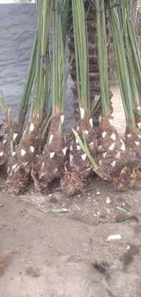 فسائل مكتوم الفسيله 60 الف 07756066399