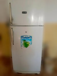 شغالة • حجم كبير • كونكورد