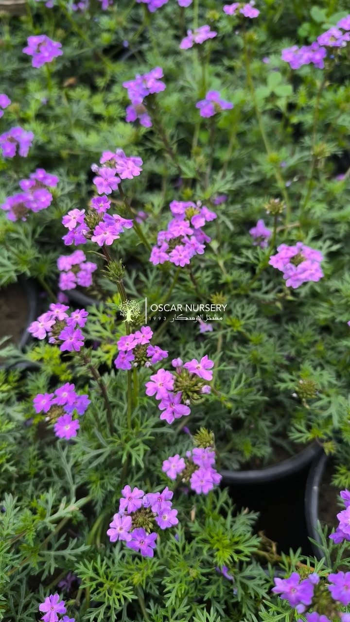 تشكيلة متنوعة من النباتات تجدونها في مشتل الاوسكار 
تصوير اليوم 12-3-2026

📍 زورونا في موقعنا:
مشتل الأوسكار – حي الحنانة – شارع نجف _ كوفة
(مقابل غرفة تجارة النجف و فريندز كافيه ومطعم شريف– مجاور متنزه الحنانة العائلي)

🕗 أوقات الدوام:
من 8:30 صباحاً إلى 8:00 مساءً

📞 للطلب والاستفسار:
*********** – ***********
(اتصال / واتساب / مراسلة عبر فيسبوك)
 متوفر دفع  زين  كاش ومتوفر ماستر  
🚗 يتوفر توصيل داخل النجف
موجودين في تطبيق توترز لبعض المواد الزراعية 
أهلاً وسهلاً بكم دائماً في مشتل الأوسكار 🌹🌹🌹
