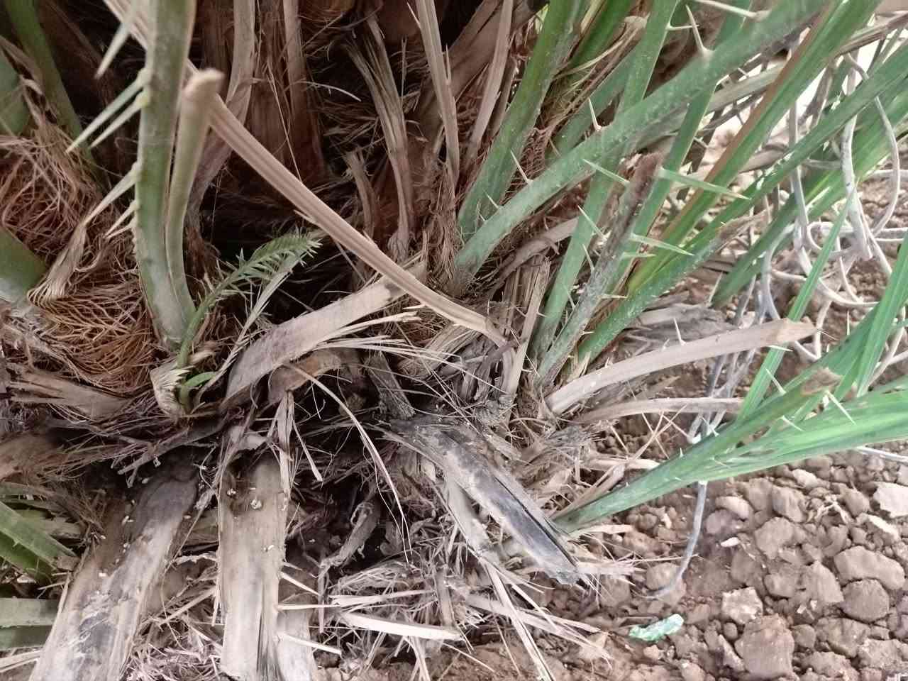 سلام عليكم للبيع فسائل نخيل بحجم كبير  فسائل نخيل من صنف الشويثي الممتاز جاهزة للغرس المباشر ​الحجم كبير وممتاز كما هو موضح في الصور
السعر: 10 الف دينار فقط للفسيلة الواحدة
​للاتصال والحجز: ***********
