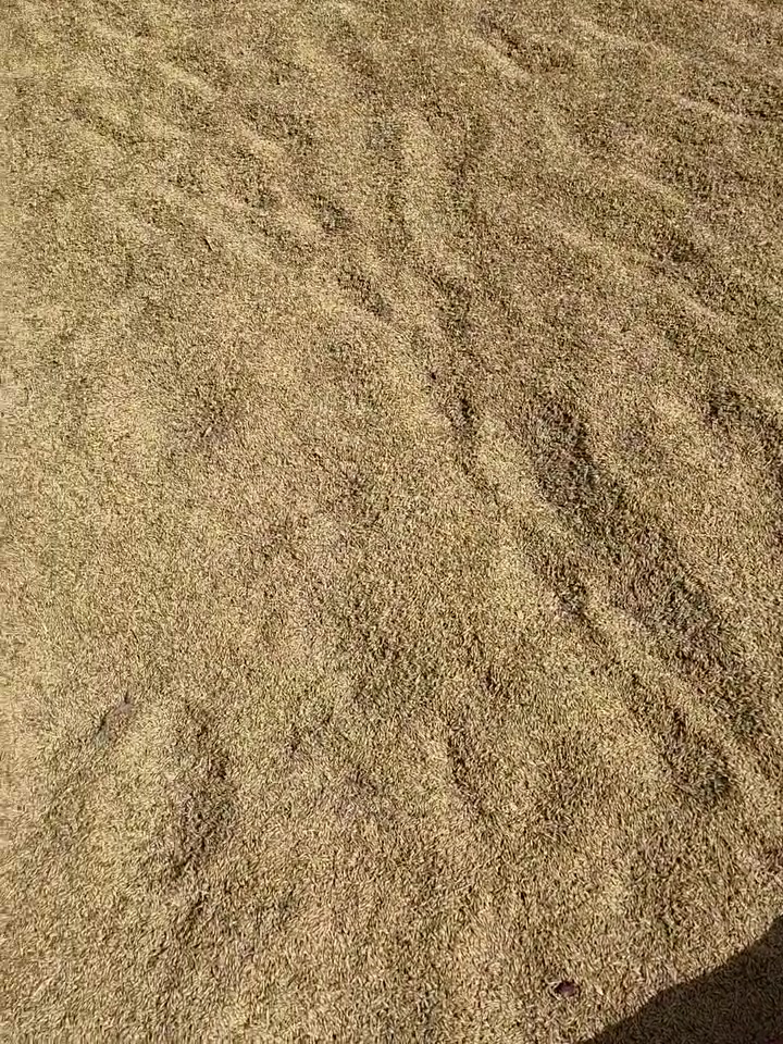 شعير درجه اولى بحوث مغلفات زراعه اول سنه نظيف خالي من الشؤائب للبيع مكان بغداد طريق بني سعد لكميه محدوده سعر 550


**إذا كنت صاحب هذا الإعلان وتريد حذفه لأي سبب، رجاءا أرسل رسالة إلى الدعم الفني**