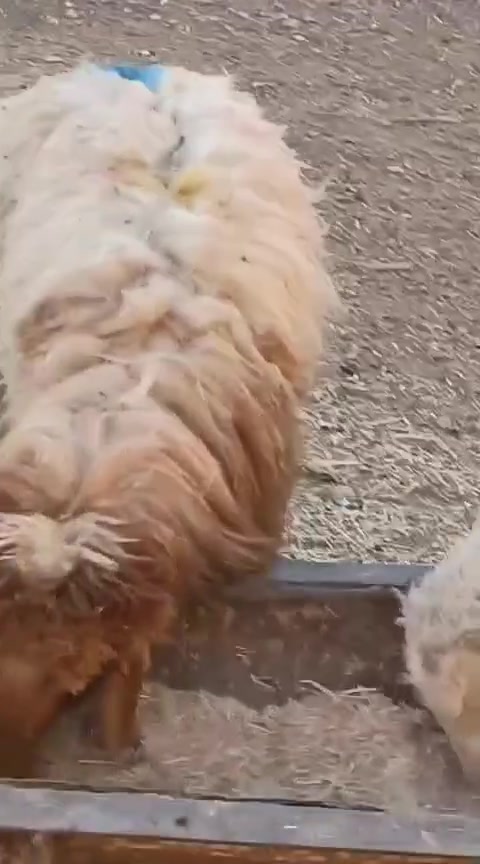 يوجد طليان و فطايم مال جنيه شرط نصاحه المكان بيجي سعر الوحد 150الف قفل رقم الهاتف ***********.  ***********
