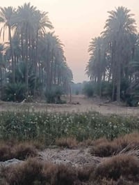 حله بني ساله • ٢دونم • واجهة٢٠م