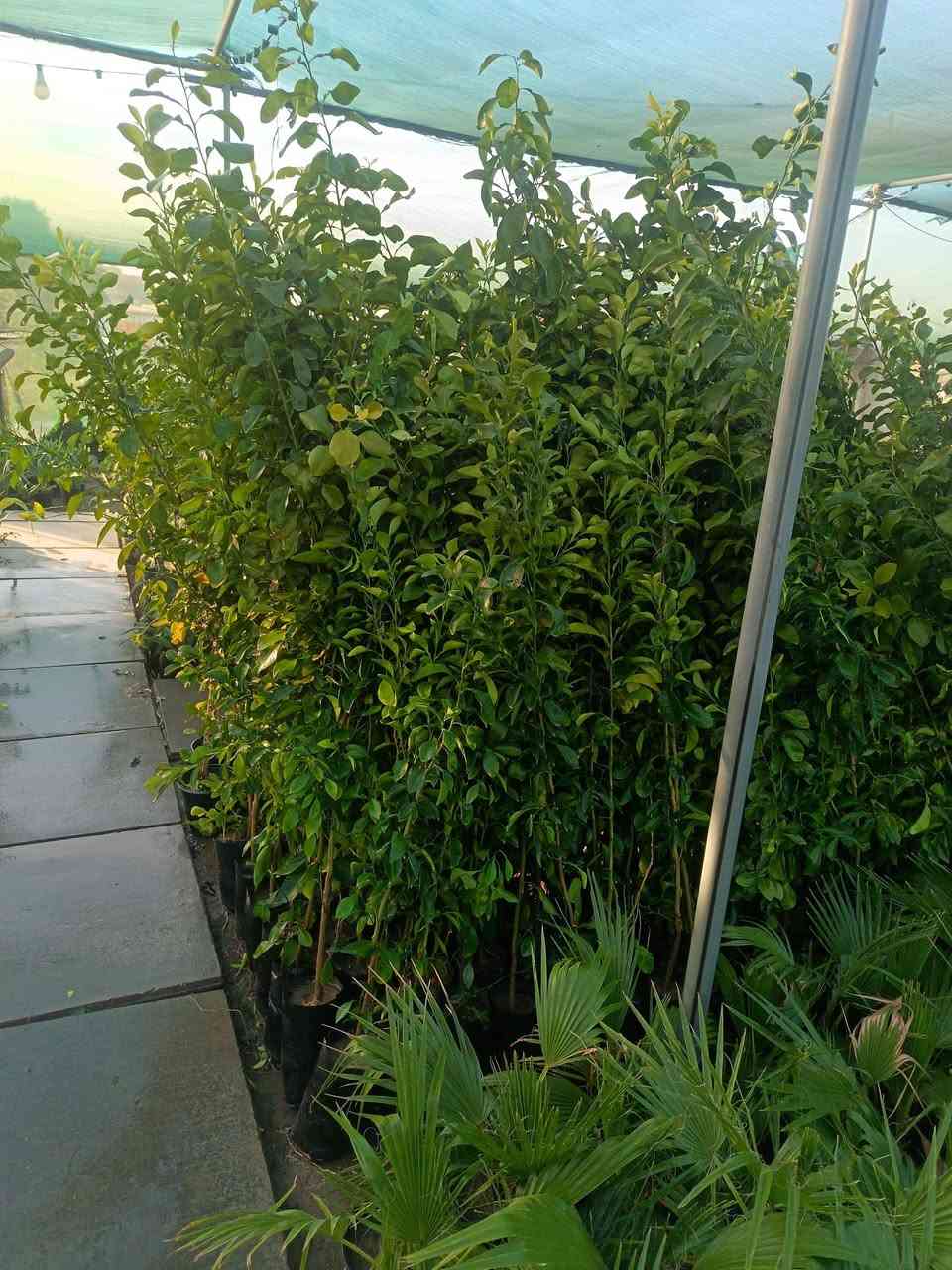 السلام عليكم زورونا تجدو ما يرضيكم مشتل علي الرئاسه قرب البداله الفرع الثاني مشتل روز قرب فلكة حي النصر
علي المهندس
***********
