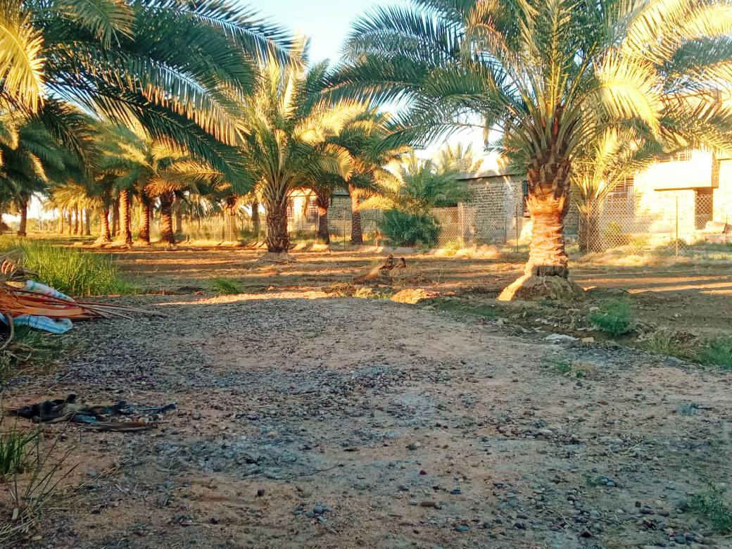 السلام عليكم ارض طابو زراعي سند/25/المساحه. دونم 
الموقع خلف جامعه بابل / 
للاستفسار 
محمد رشيد ‏‪***********‬‏
منتظر الصليخي ***********
                        ***********
