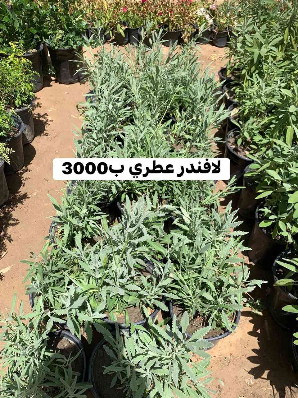 تفاصيل داخل صور


**إذا كنت صاحب هذا الإعلان وتريد حذفه لأي سبب، رجاءا أرسل رسالة إلى الدعم الفني**