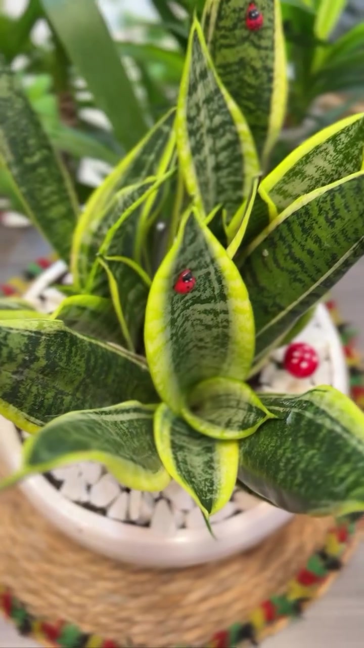 يمكن أول مرة تسمعون بهذا الاسم… نبات يُلقّب بـ قنبلة الأوكسجين 🌿
مو بس شكله جميل ومميز، بل يعتبر من النباتات اللي تساعد على تحسين جودة الهواء داخل البيت بشكل ملحوظ.

وجوده ما هو مجرد ديكور… هو إضافة حياة للمكان 🌱
وإذا اعتنيتوا بيه صح، راح يعطيكم شكل صحي ونمو مستمر بدون تعب.#مشاتل #ألعراق #العراق


**إذا كنت صاحب هذا الإعلان وتريد حذفه لأي سبب، رجاءا أرسل رسالة إلى الدعم الفني**