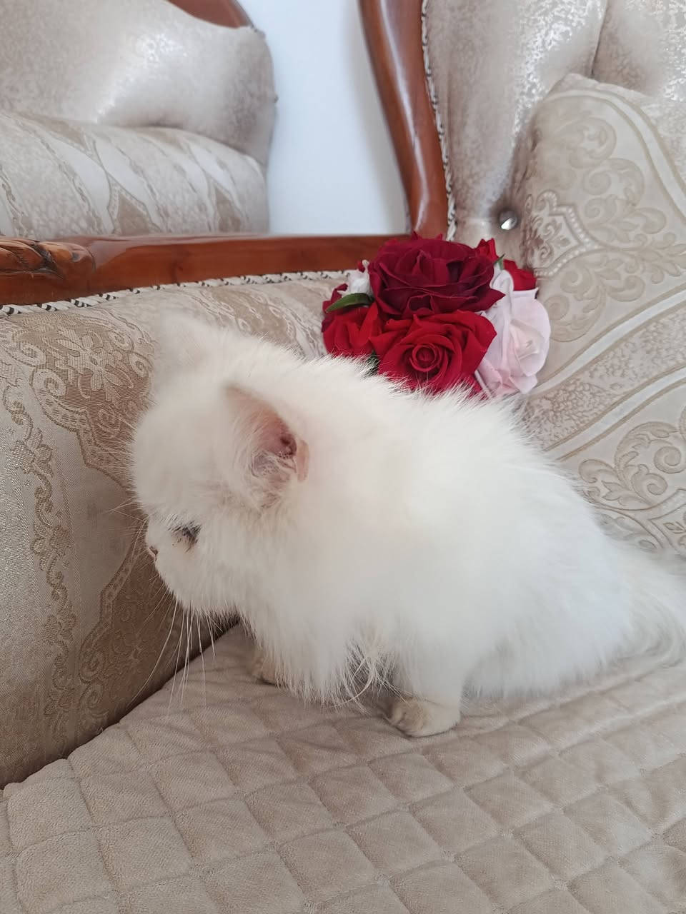 بزونه اليفه  للبيع لعدم التفرغ 

#السعر 50 الف وبي مجال قليل 

#مكاني بابل شارع 80  للاستفسار ***********
