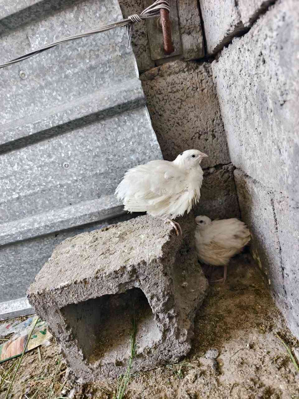 على بركه الله تم وصول وجبه جديده من طائر السمان العمر شهر النوعية تكساس الامريكي الذي يتميز بالوزن المثالي و حجم اكبر في البيض سعر الزوج 4000 المكان ناحية الزاب 
الشراي يخابر ***********
الكمية محدودة
