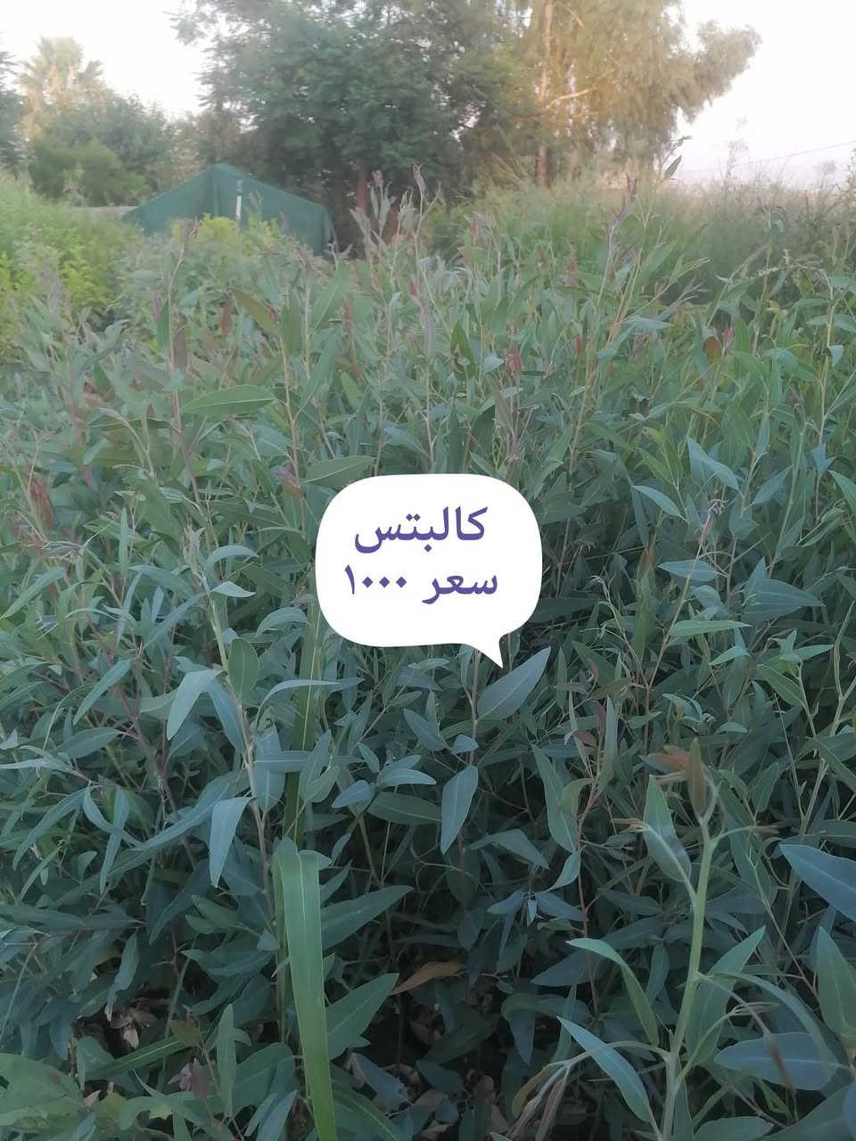 توفرت كمية جديدة من نباتات الصيف في مشتل ازهار الربيع سوق الجدعة مقابل علوة اليقين موبايل ***********
