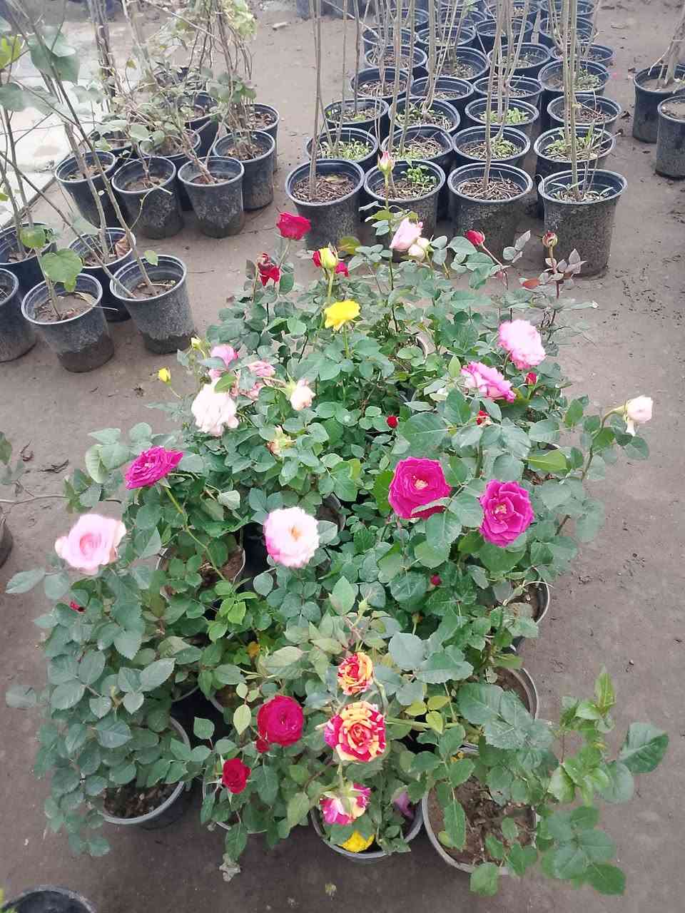 (بسم الله))
((مشتل الأنوار))🌻🌷🌵
يعلن مشتل الأنوار عن توفير كافة النباتات الزينه والنباتات الداخلية والحمضيات داخل المشتل وبأسعار تنافسيه 🔥🔥
زورونأ في العنوان الدائم🔥🔥
العنوان الصويره الشارع العام  مجاور مجمع أبو زهراء للسيراميك 🔥🔥 
للتفاصيل اكثر داخل الصور 
ويوجود خدمه توصيل  🚛 🚚 🚗


**إذا كنت صاحب هذا الإعلان وتريد حذفه لأي سبب، رجاءا أرسل رسالة إلى الدعم الفني**