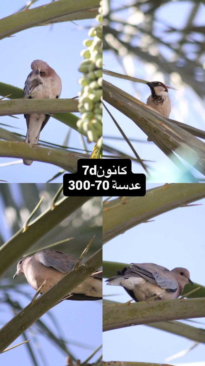 كانون 7d
للبيع
مكاني بصرة يوجد توصيل
ابيع بنص سعر السوك
كامل ملحقات
كاميرا
گرب
بطارية
شاحن اصلي
رام 
توصالة سحب صور
حزام كتف
جنطة اصلية 
***********
