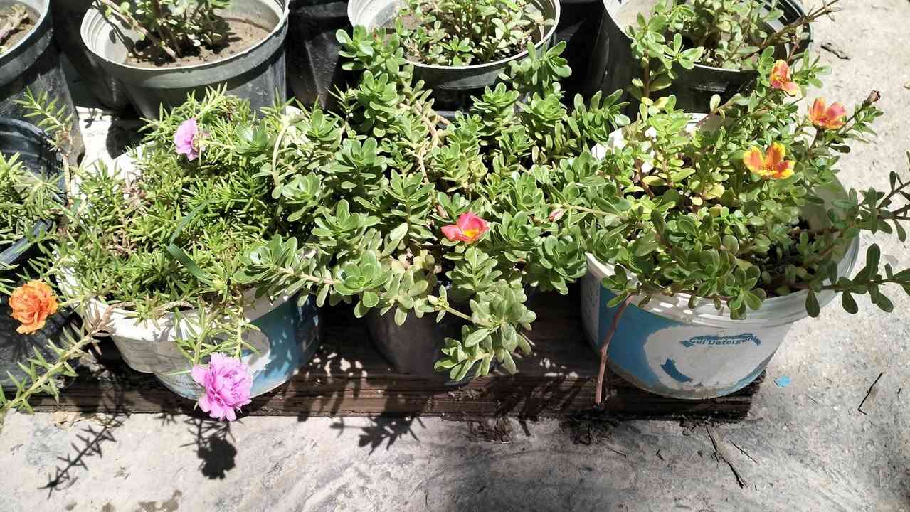 متوفر ورد الصباح العراقي ألوان+ورد الصباح الهندي (البربيني)
العنوان التاجي منطقة حي الحسن العسكري قريب على الجامع الامام المهدي عجل الله


**إذا كنت صاحب هذا الإعلان وتريد حذفه لأي سبب، رجاءا أرسل رسالة إلى الدعم الفني**