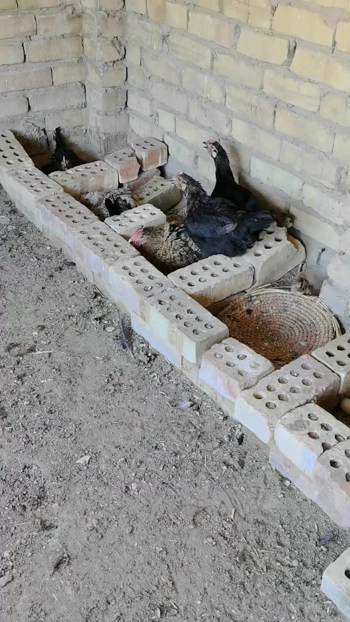 دجاجات للبيع العدد 6
وديوجه 2 وفراخ 5 بغداد النهروان 
اليريدهن يجي خاص


**إذا كنت صاحب هذا الإعلان وتريد حذفه لأي سبب، رجاءا أرسل رسالة إلى الدعم الفني**