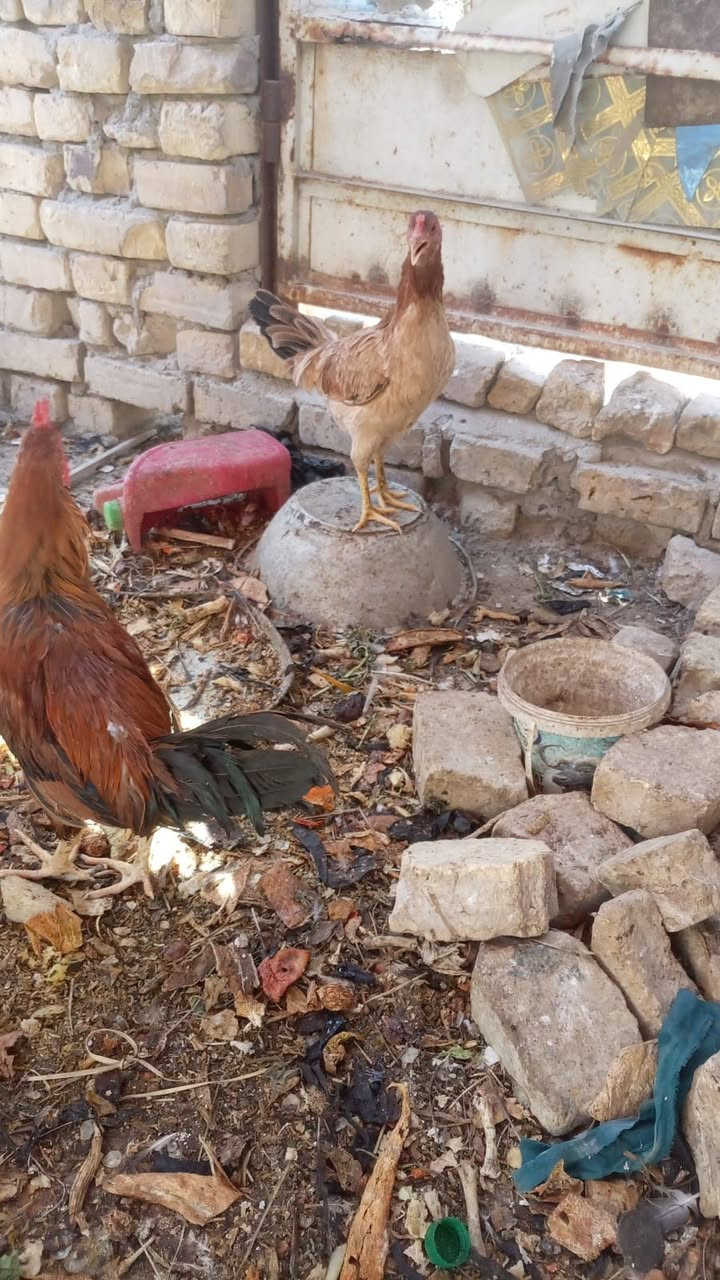 سلام عليكم دجاجات هراتي للبيع


**إذا كنت صاحب هذا الإعلان وتريد حذفه لأي سبب، رجاءا أرسل رسالة إلى الدعم الفني**
