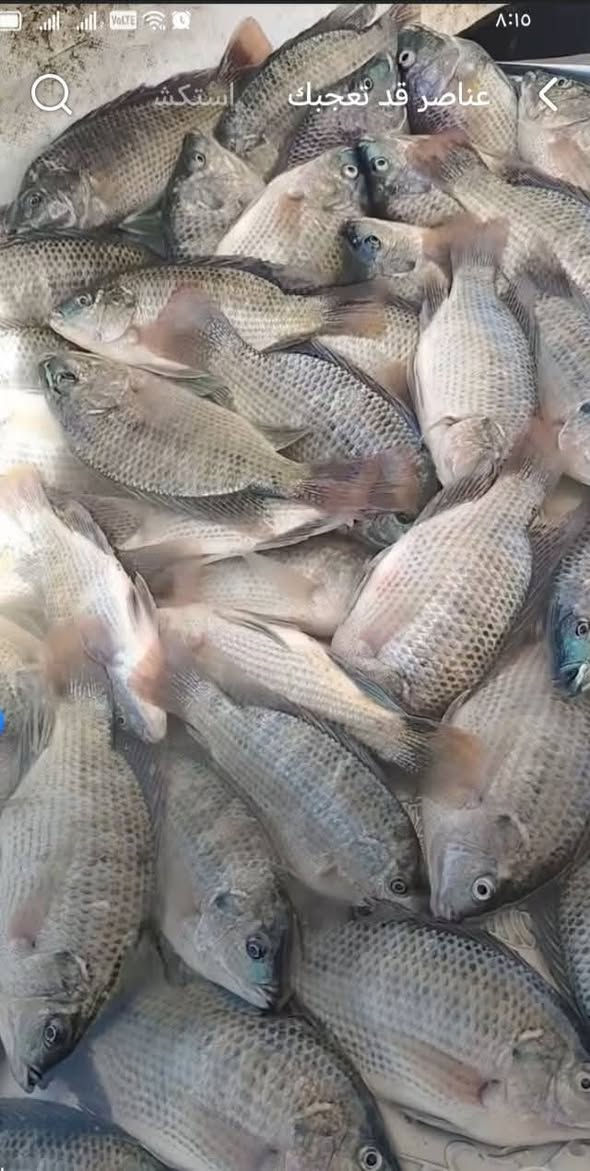 تتوفر في دواجن ابو عباس اليوم أسماك من كيلو ونص إلى كيلوين ونص شترديون شطلبون اكو تقطيع حسب الطلب السعر ٥٥٠٠ الكيلو
يتوفر توصيل داخل أحياء كربلاء
يتوفر شوي درجه اولي عل الفحم
للاتصال *********** *********** *********** التوصيل
