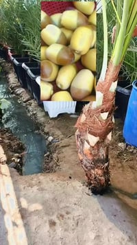 فسائل مكتوم • برحي نسيجي • واسط الصويرة