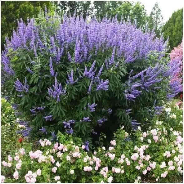 كف مريم نبات خارجية عطري متوفر ارتفاع متر ونص إلى مترين السعر 8000 العنوان كربلاء قضاء الحسينيه منطقة الابراهيميه #الجميع .......***********
