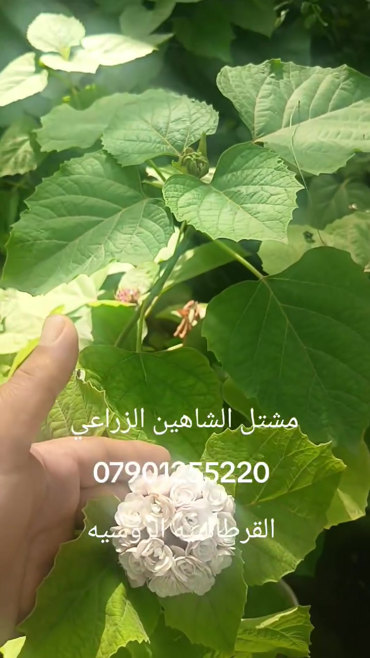 🌿✨ الآن في مشتل الشاهين الزراعي ✨🌿
تتوفر شتلات الهورتنسيا المخملية
المعروفة أيضاً باسم القرطاسية الروسية 🌸

نبات فاخر ومميز بأوراقه المخملية الكبيرة وأزهاره الساحرة ذات الشكل الكروي الأنيق، ويُعد من أجمل نباتات الزينة التي تضيف لمسة فخامة وحدائق أوروبية راقية 🌿💜

من مميزات الهورتنسيا المخملية:
🌸 أزهار كبيرة وجذابة لفترة طويلة
🌿 أوراق مخملية ناعمة ذات شكل مميز
🌺 تمتاز بعطرها الجميل والمنعش
🌤️ مناسبة للظل الجزئي والأماكن الهادئة
💐 تضيف لمسة فخامة وأناقة للحدائق والمداخل

💰 السعر: فقط 10000 دينار للشتلة

📍 متوفر في مشتل الشاهين الزراعي
بغداد – الدورة – الشارع المقابل لعلوة الرشيد قرب شركة دجلة للمشروبات الغازية

📞 للاستفسار والحجز: ***********

🌱 الكمية محدودة… سارعوا بالحجز 🌱
