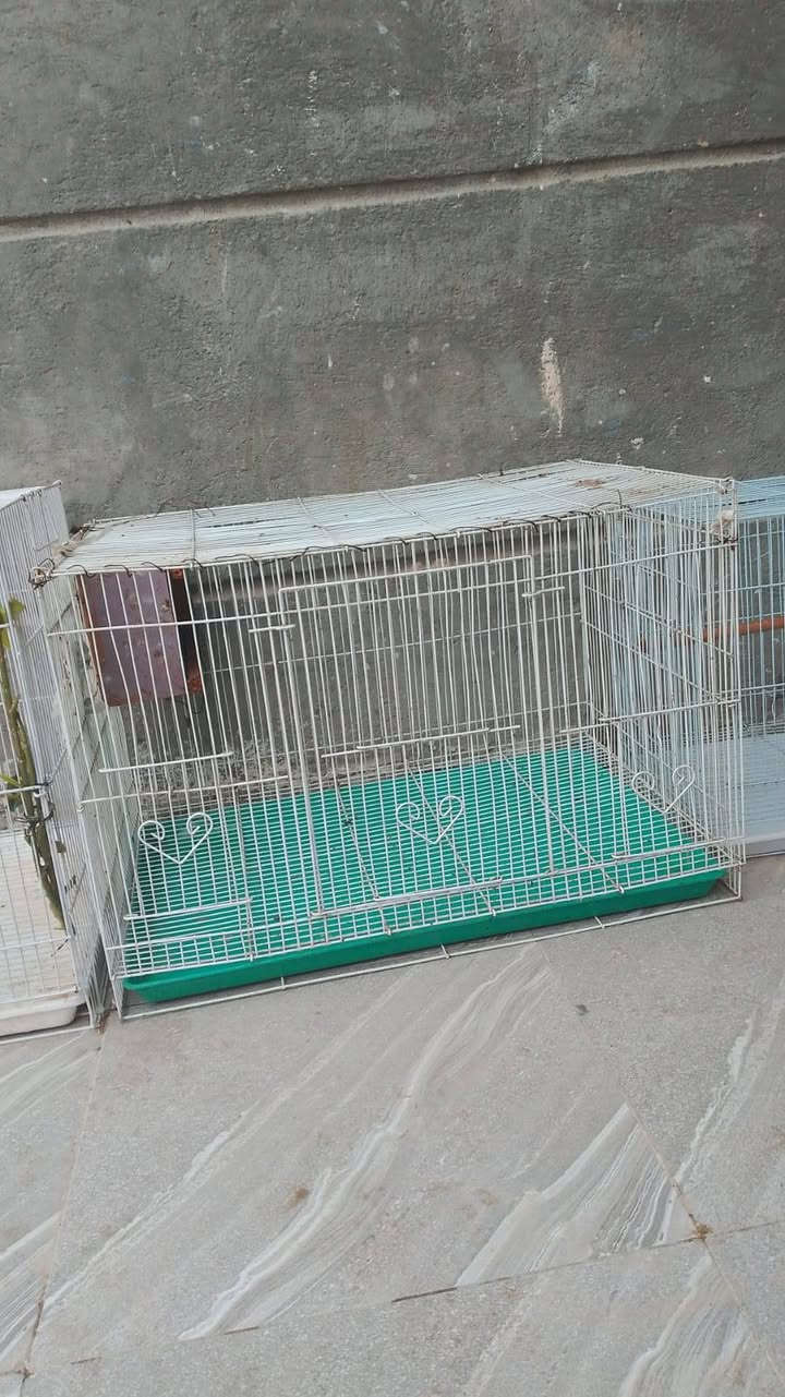 قفاصه نضاف شلع ابيعهن ب٥٠ مكاني المهيديه ***********
