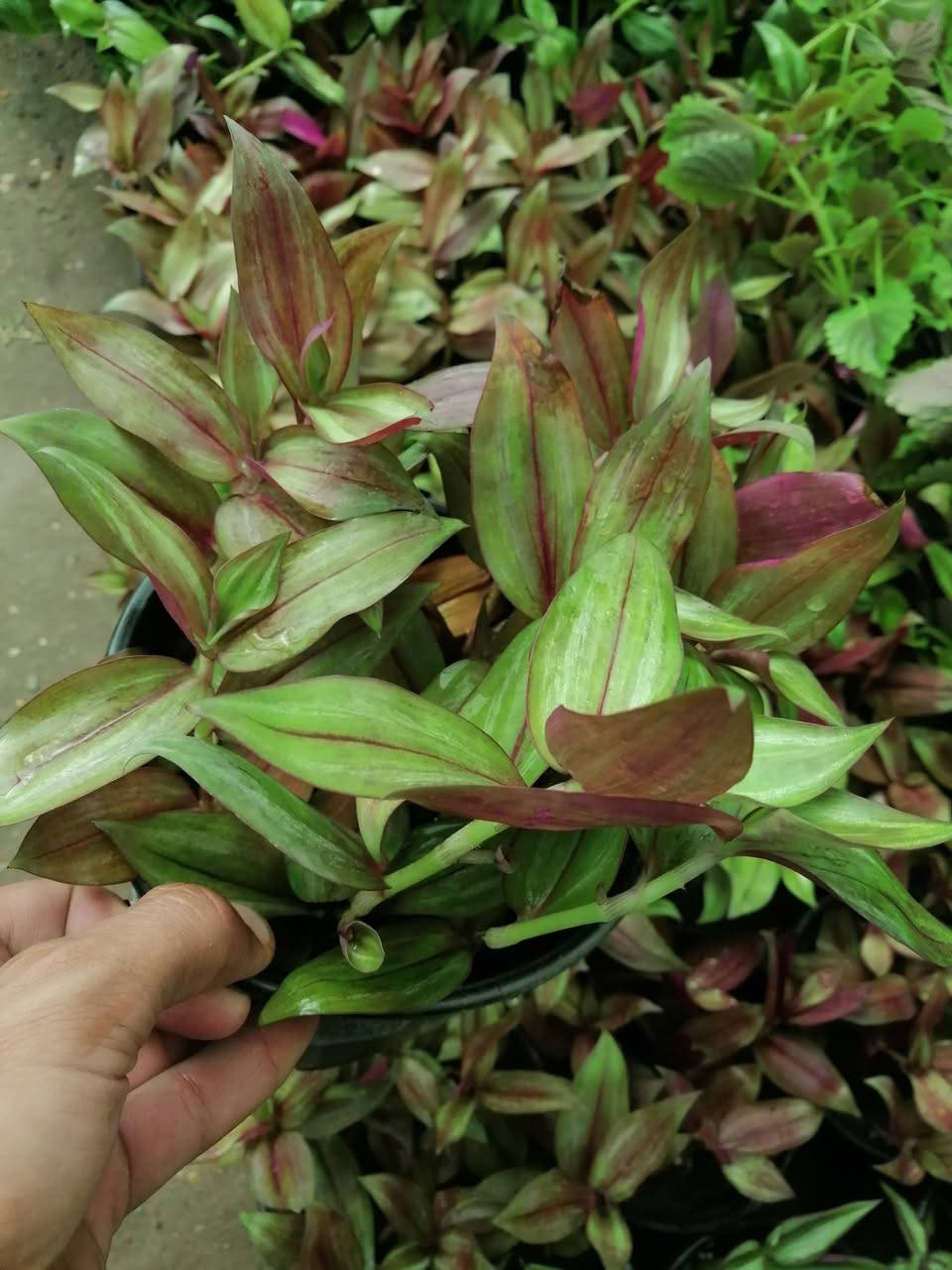 ((مشتل حديثة المركزي))
الموقع #
قرب دائرة البريد بسوق حديثة
دائما مستمرين وياكم

 ب((٢٠٠٠ )) فقط
كل ٣ب٥الاف 
عرووووضنا  وبأسعار بلاششششششش🙂✌️
فقط وبس يمنا)) 😉🌺✌️

لاستفسار زورو صفحتنا أو الاتصال على الرقم
***********
اهلاوسهلا بالجميع ❤️
