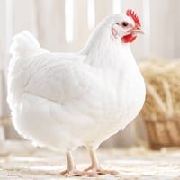 حقل دجاج للأيجار في ناحية المشاهده مع دار للمربي موقع مميز الحقل مجاز ...