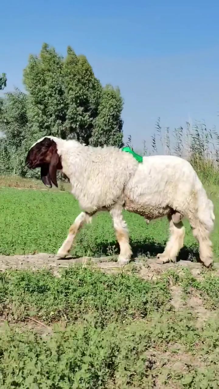 طلي فول مواصفات من حلال اكريش درجه اولى واحد عله واحد وينهم العشاكه خط ونخله وفسفوره للبيع الشراي يتصل ويدلل المكان واسط قضاء النعمانيه
***********
***********
