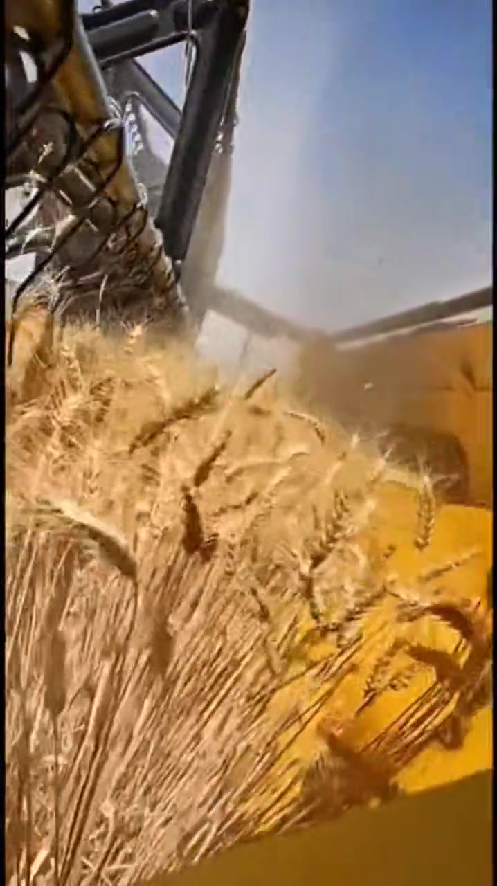 مطلوب لزمت حصاد بالعضيم ***********
