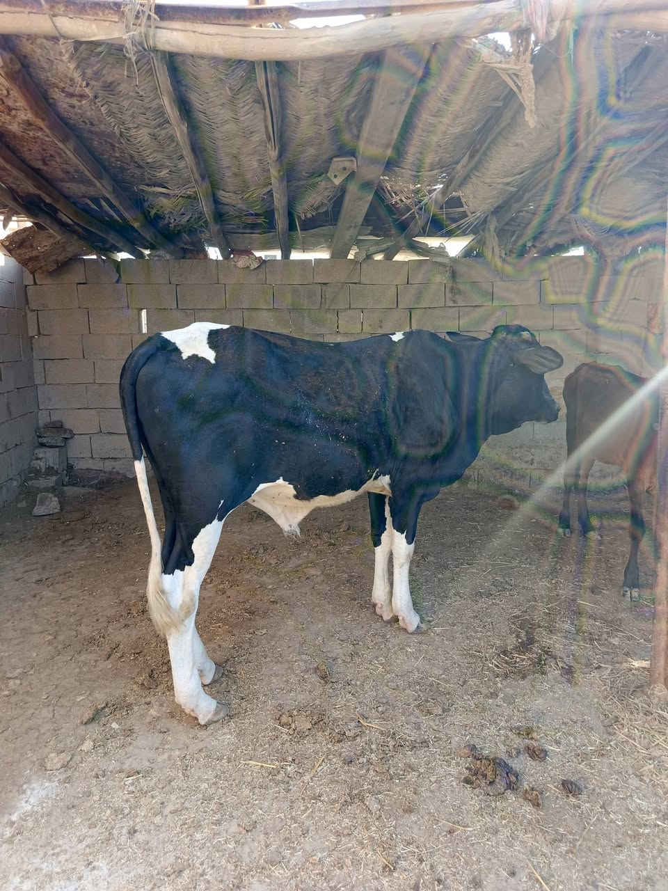 ثور يرهم جني .ويرهم كصابه السعر مليون و900 وبي مجال العنوان ميسان المدثره ***********
