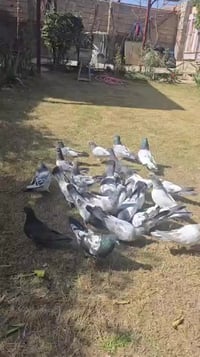 علاج اعشاب طيور • نيوكايسل • توصيل لباب البيت