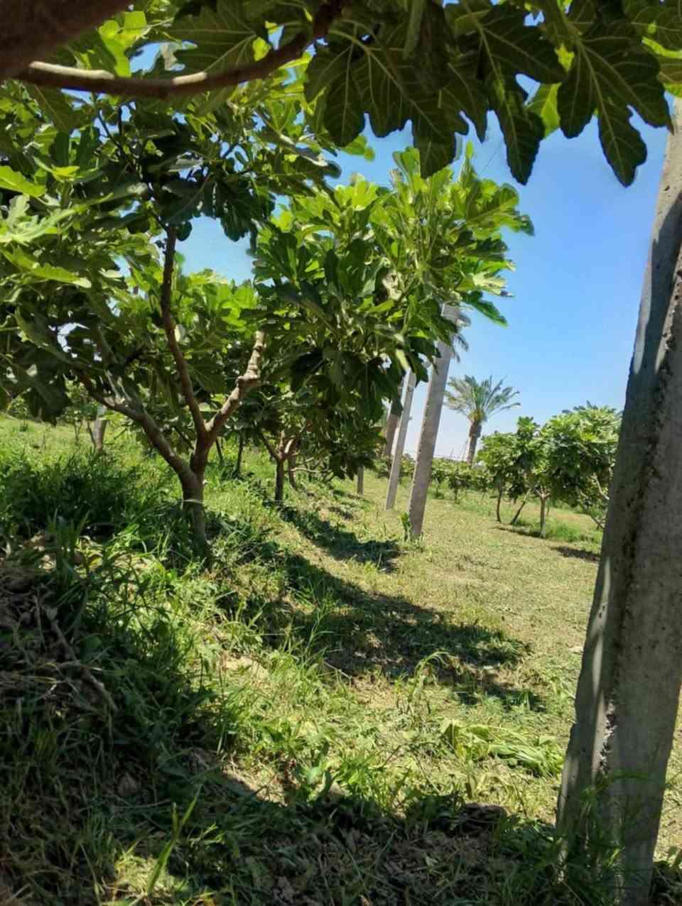 مزرعه للبيع  طابو زراعي ٢٥ طريق السنيه حله  متوفر ماء وكهرباء قرب الجامعه الاهليه   دونم او ١٠٠ واجه ٢٧ تبعد عن الشارع ٢٠٠ متر  الاستفسار ***********
